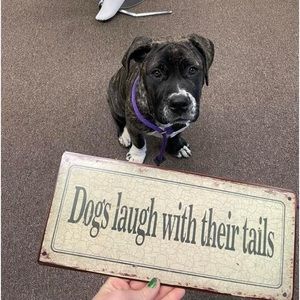 Creative co-op tin dog pet theme sign - dogs laugh with their tails